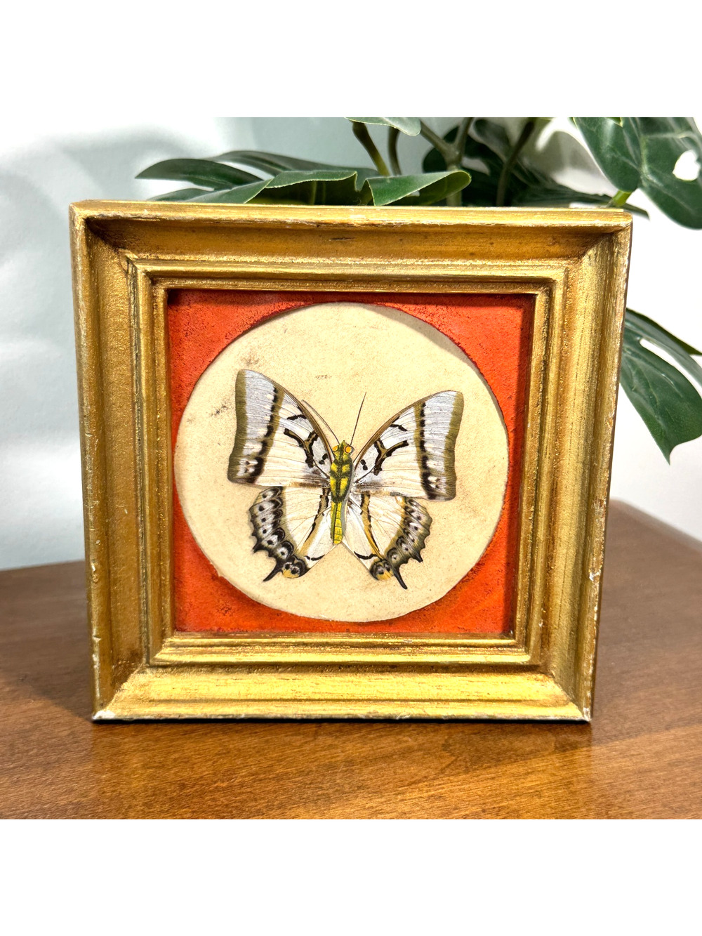 Great Nawab (Polyura eudamippus) Butterfly Taxidermy Display